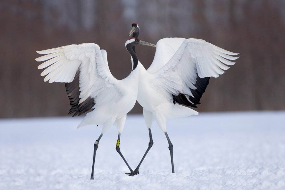 Журавль Минимализм