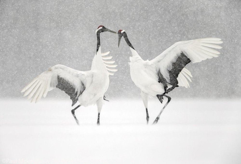 Два журавля
