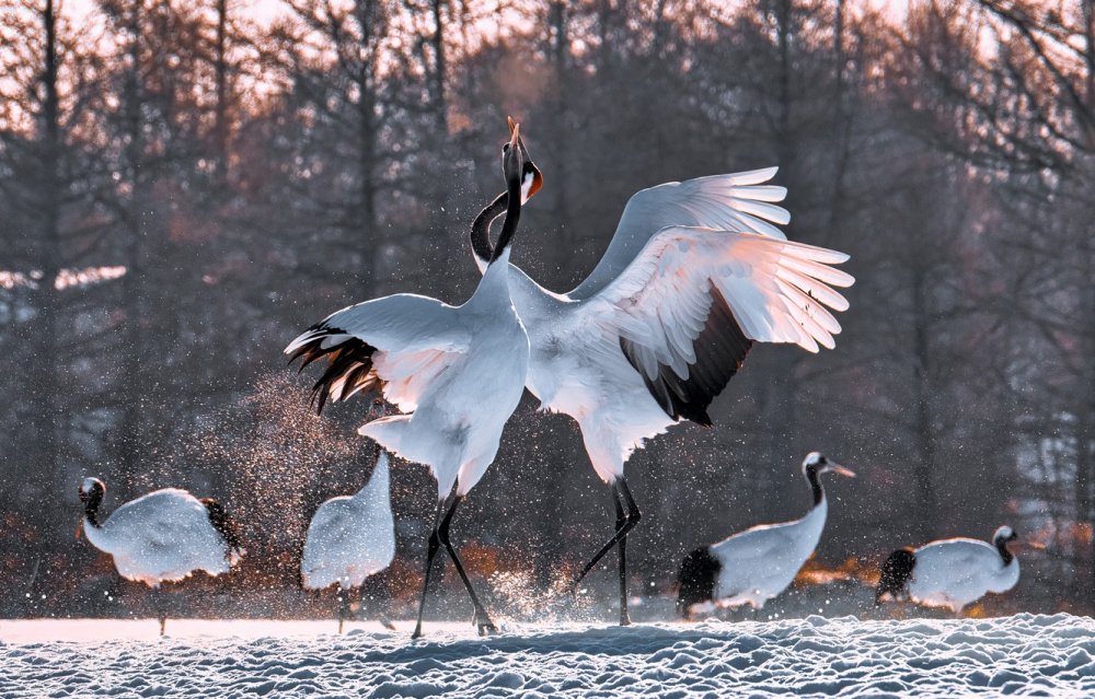 Танец журавлей