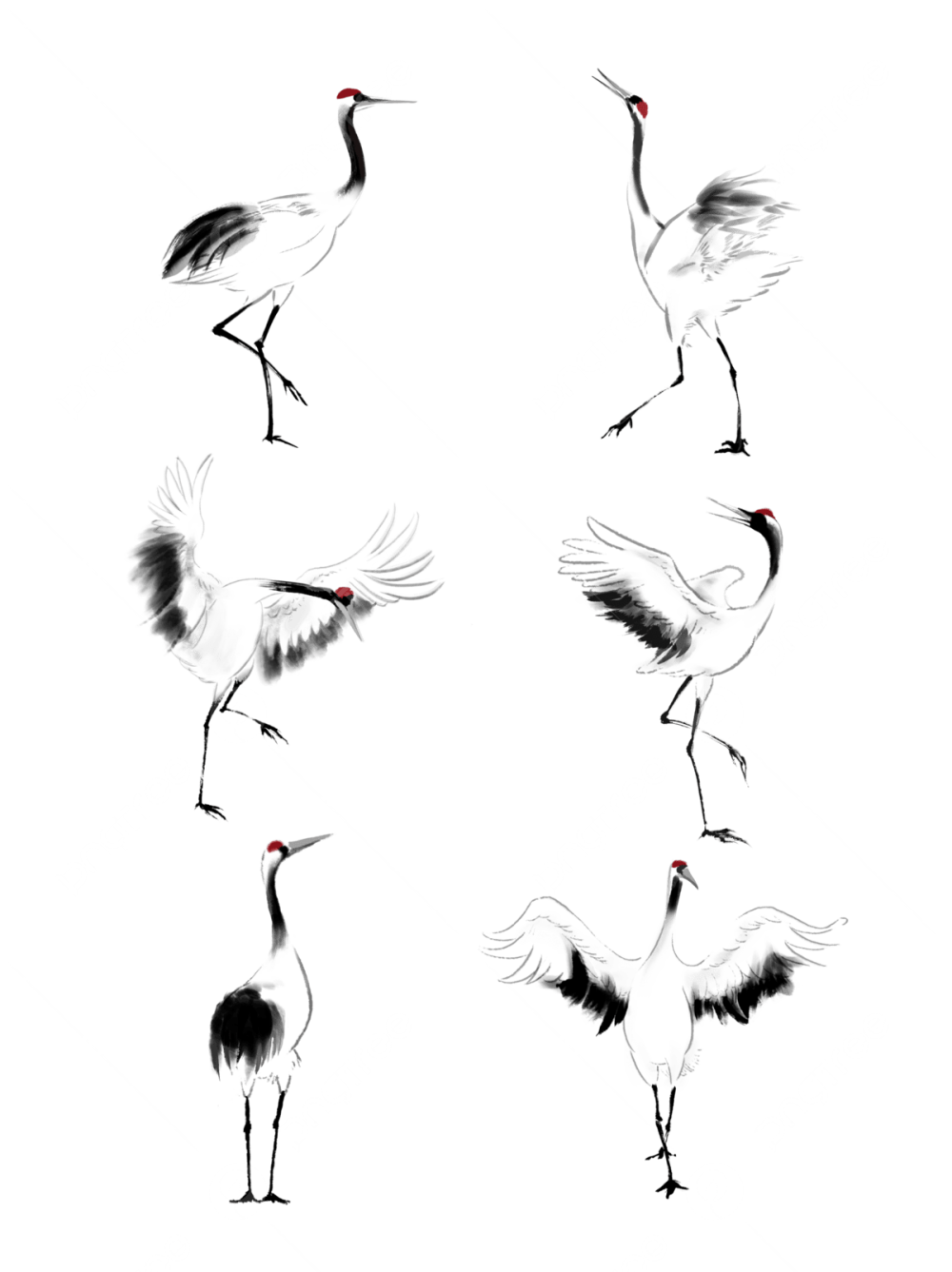 Птица черно белая