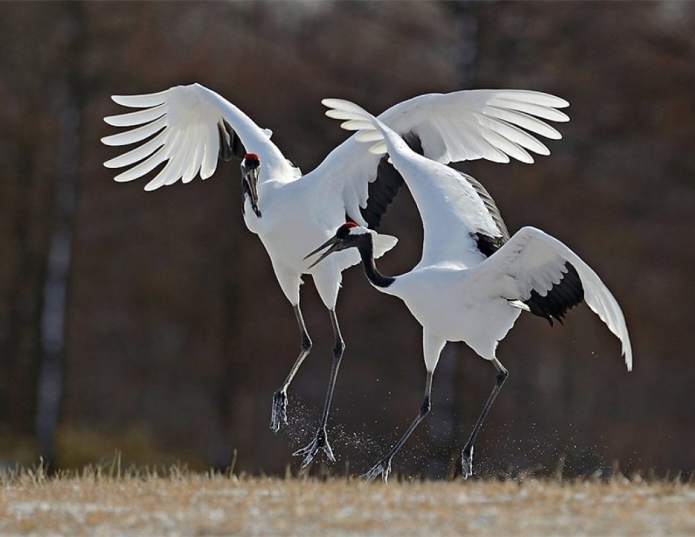 Брачный танец журавлей