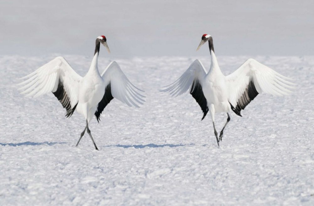 Птицы Якутии Стерх