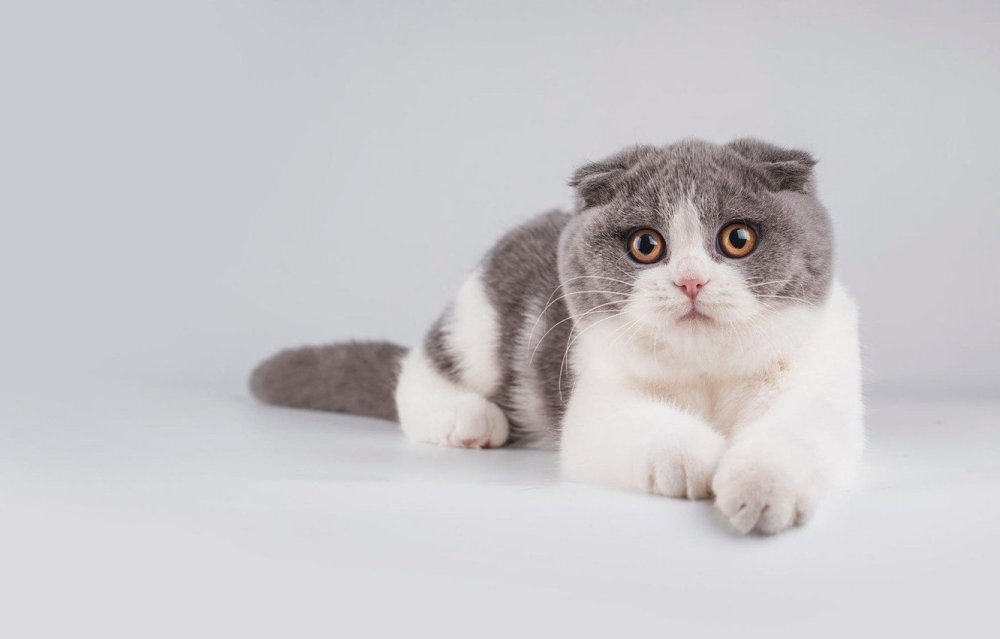 Вислоухая кошка