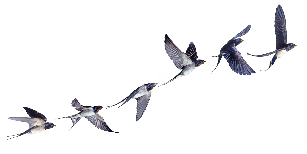 Ласточки улетают