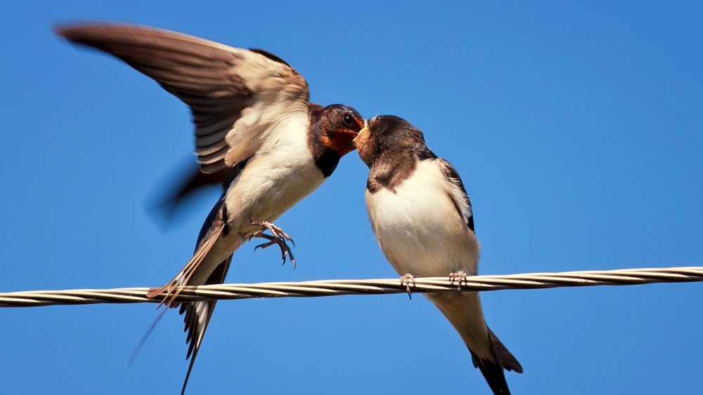 Природа птицы