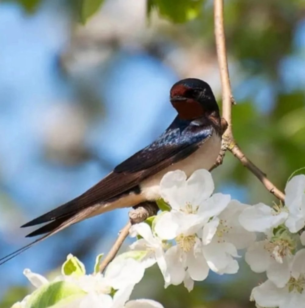 Эскизы тату птицы для девушек