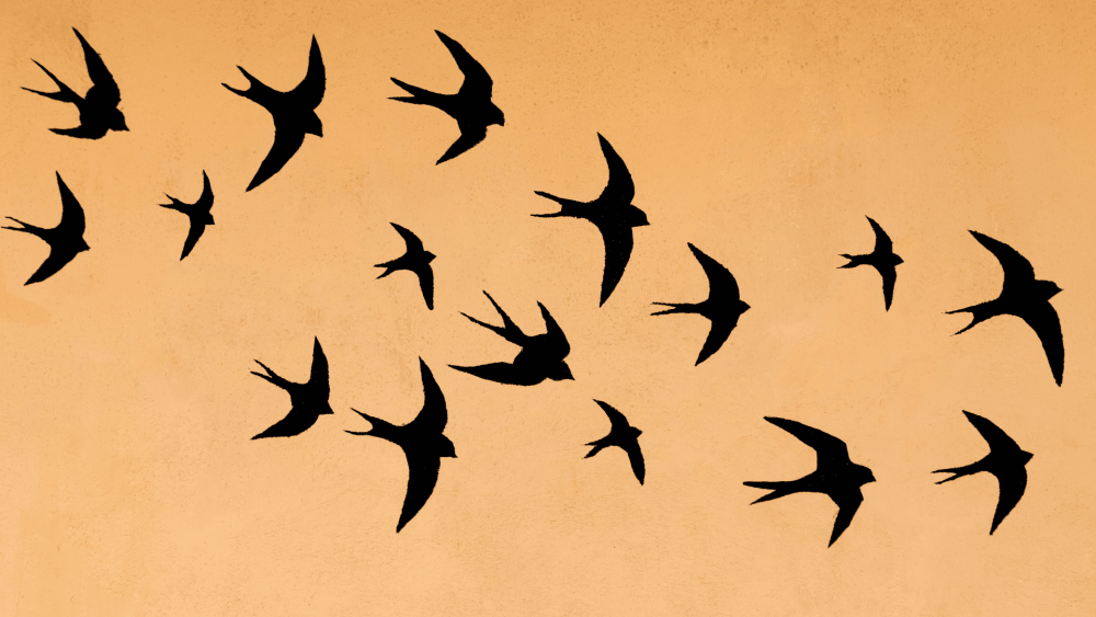 Ласточки в полете несколько