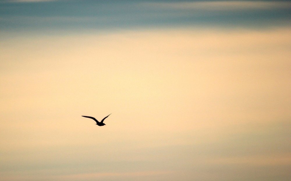 Птица на темном фоне