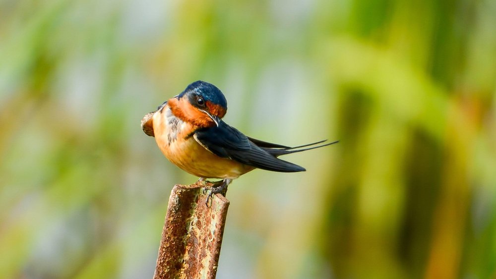 Фиделия Бриджес