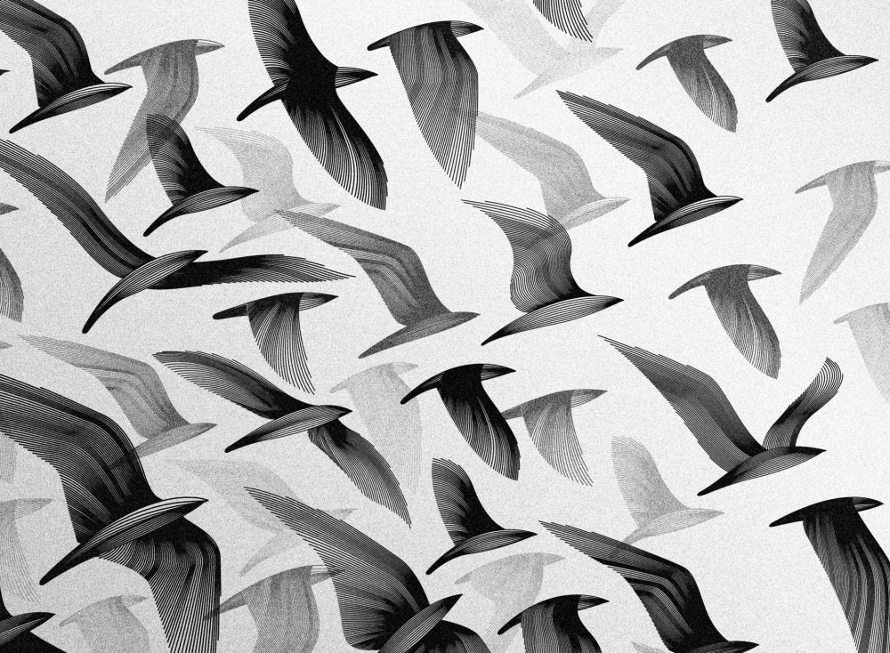 Красивое небо ласточки