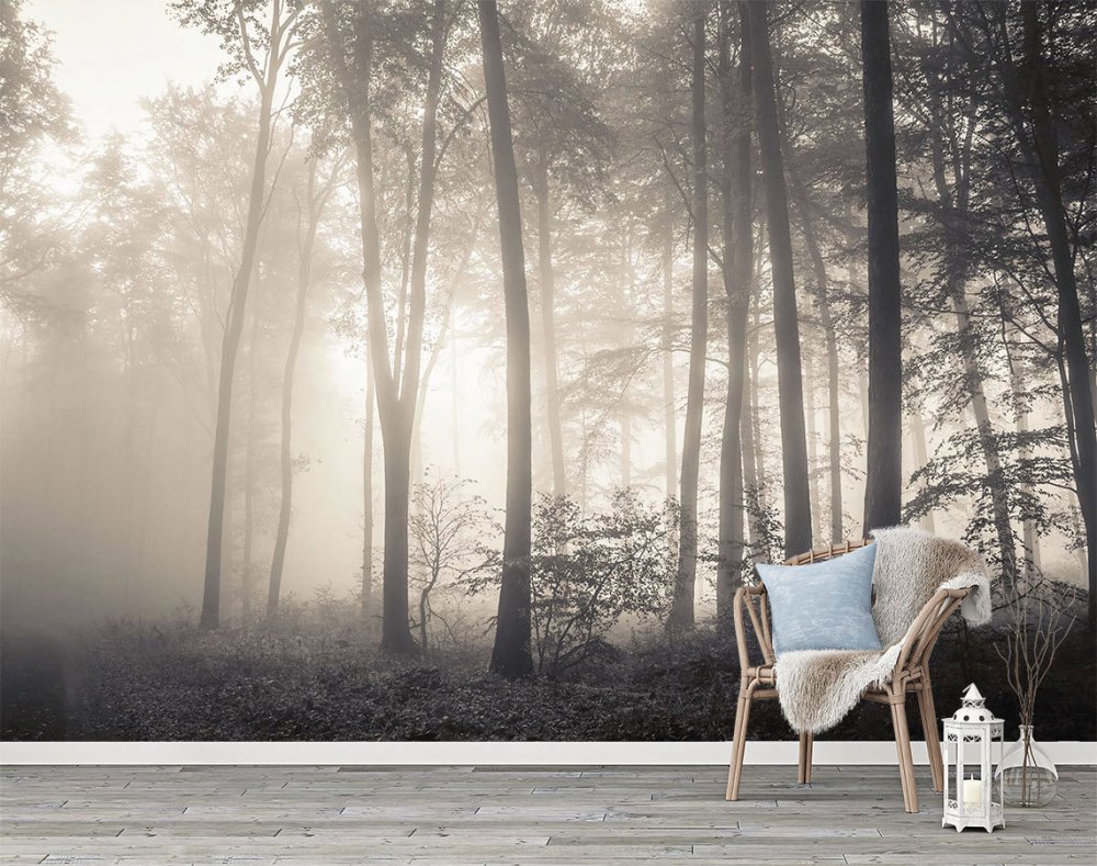 Лес Шварцвальд в тумане