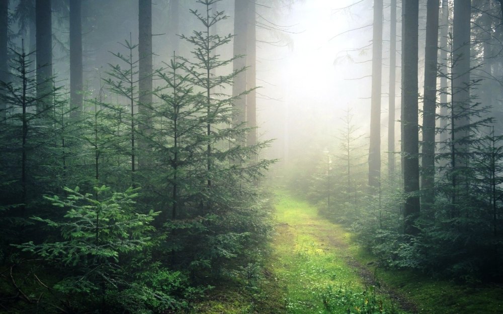 Эстетика леса