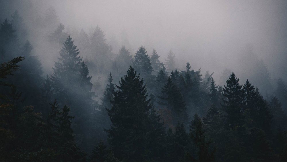 Еловый лес в тумане