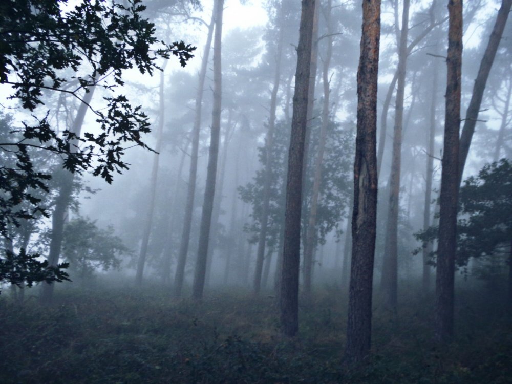 Беловежская пуща туманный лес
