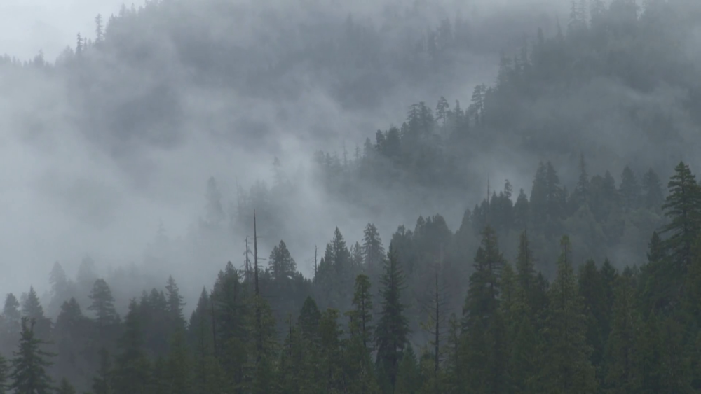 Река лес горы туман