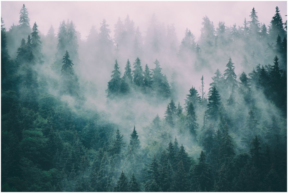 Тайга в тумане