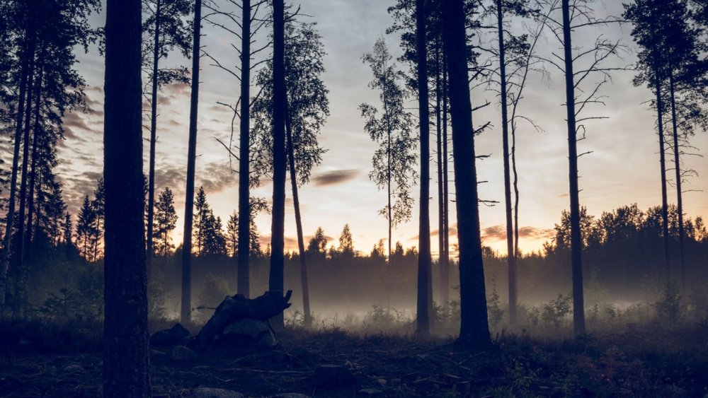 Туманный еловый лес