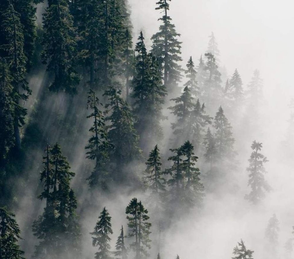Лес в тумане