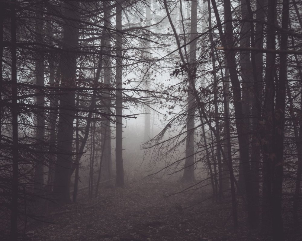 Лес в тумане Эстетика