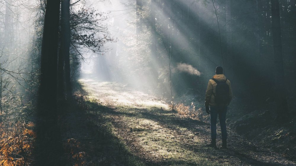 Лес горы туман