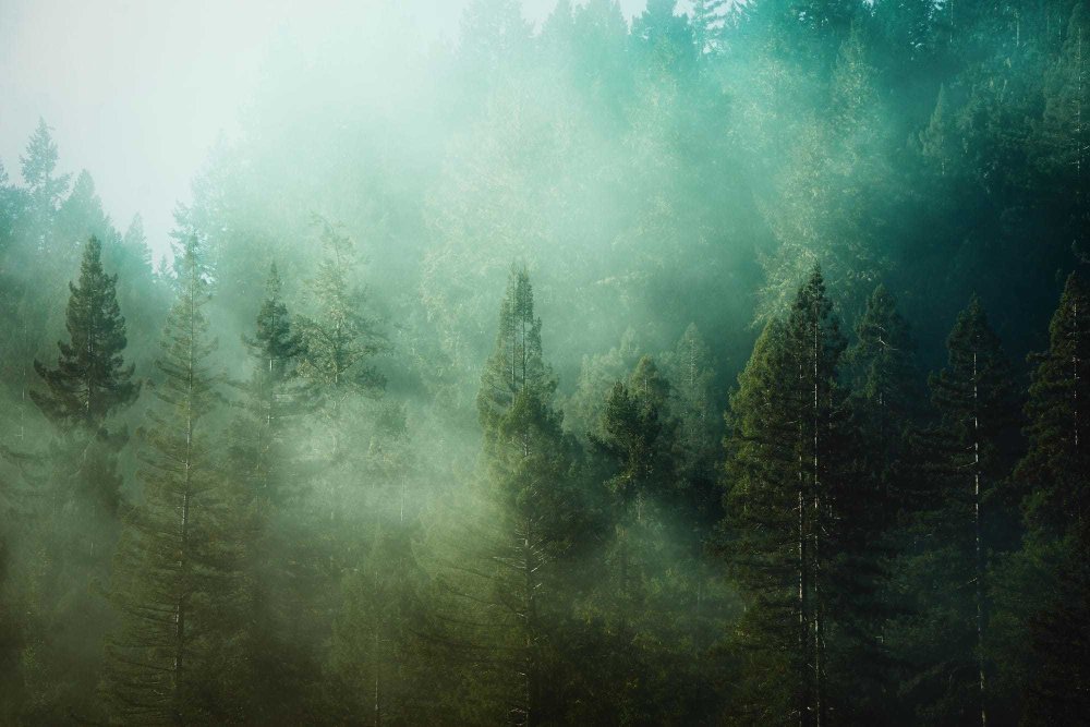 Мрачный лес