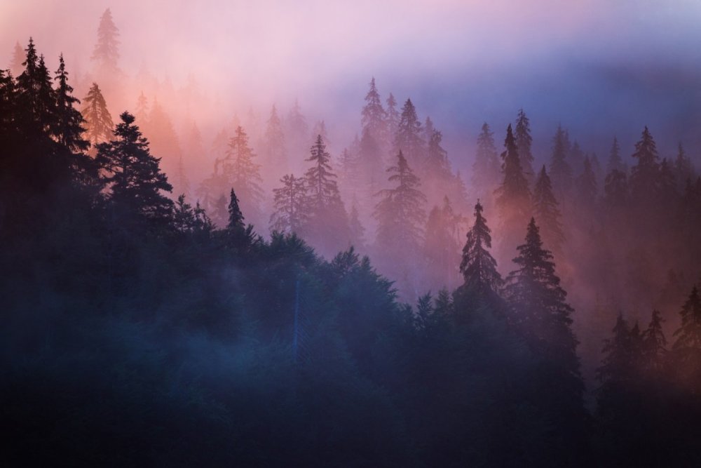 Лес в тумане