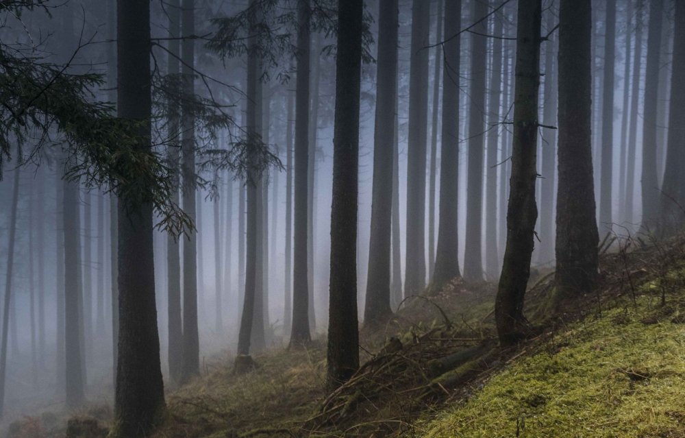 Хвойный лес в тумане