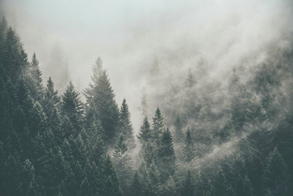 Лес в коричневых тонах