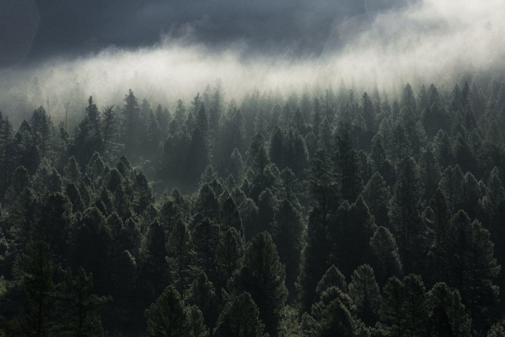 Темный еловый лес