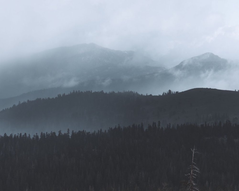 Фреска лес в тумане