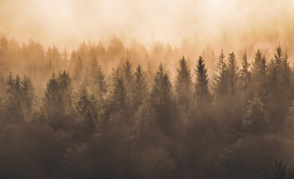 Хвойные темные леса