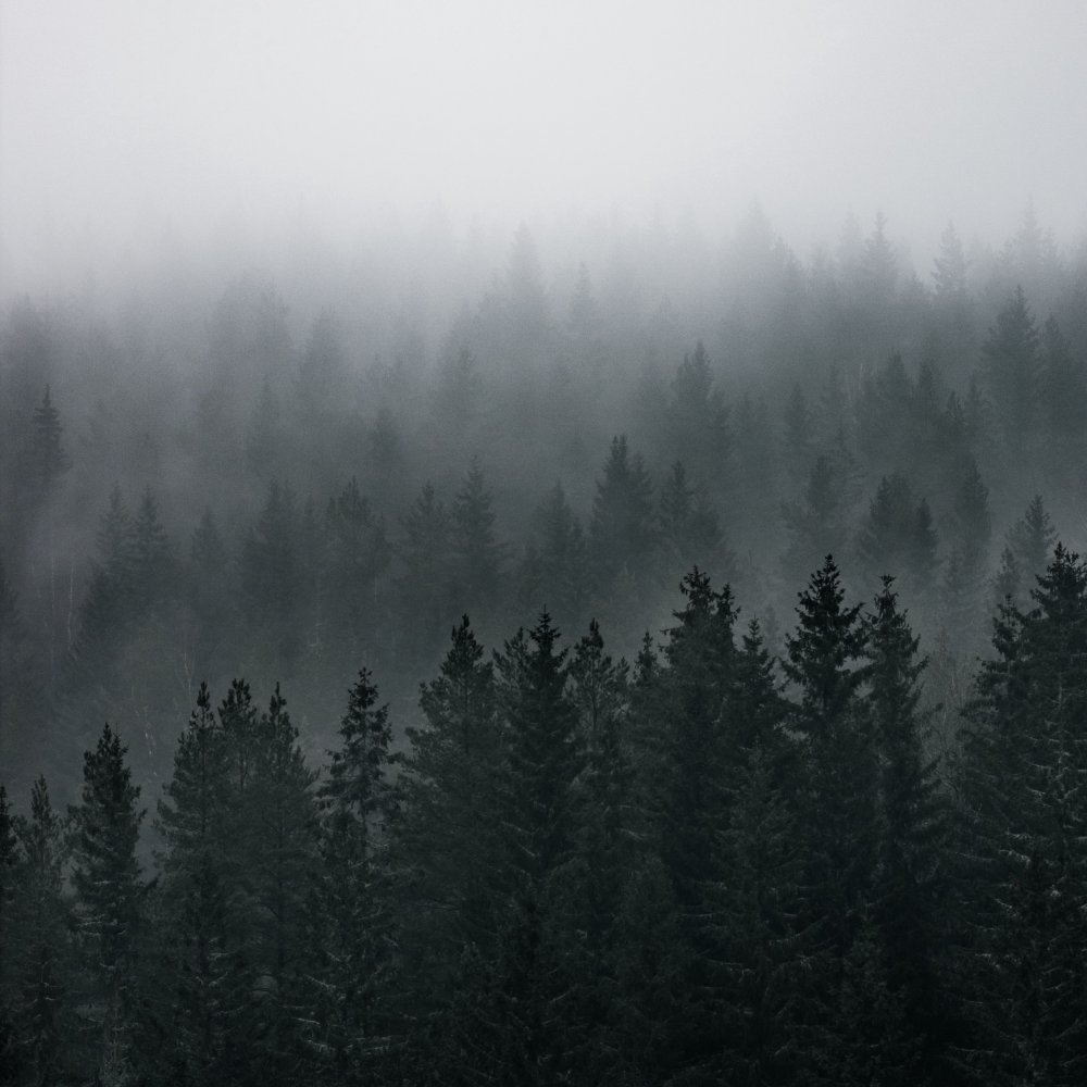 Горы туман лес Скандинавия