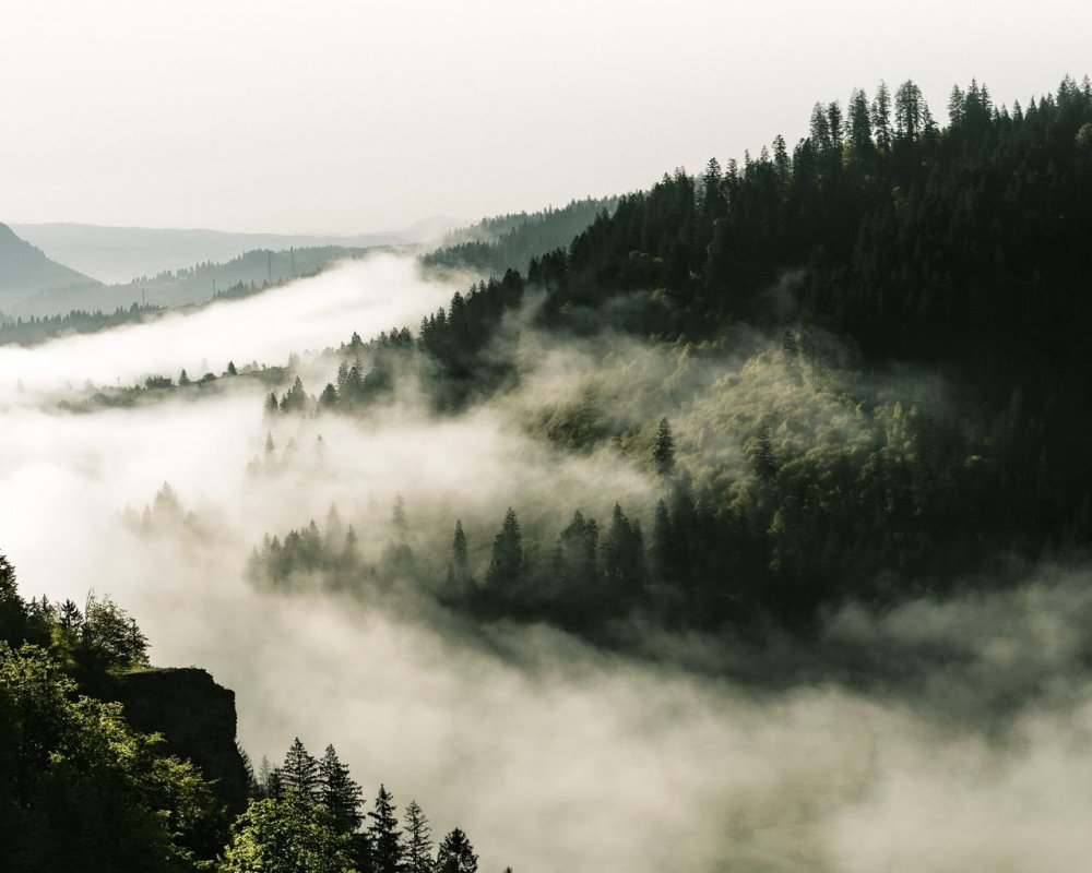 Елки в тумане