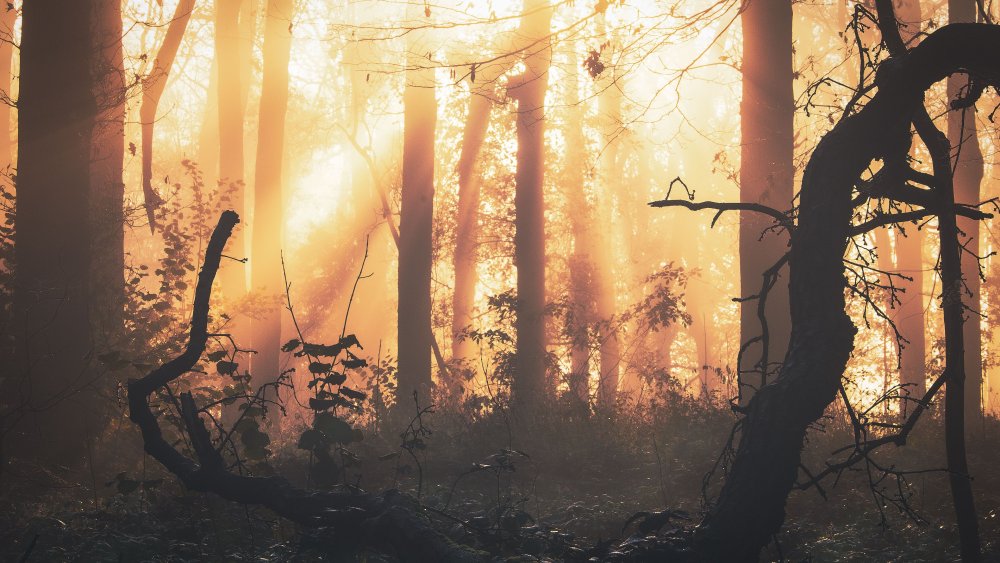 Лес Шварцвальд в тумане