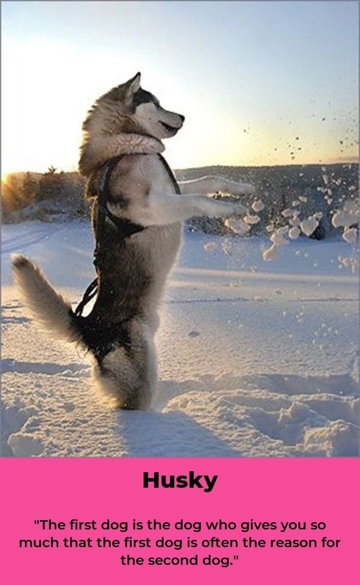 Аляскинский маламут на задних лапах