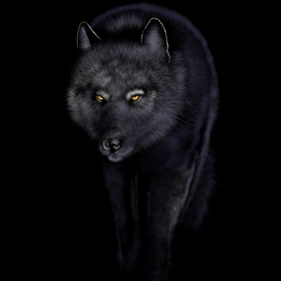 Волк на черном фоне