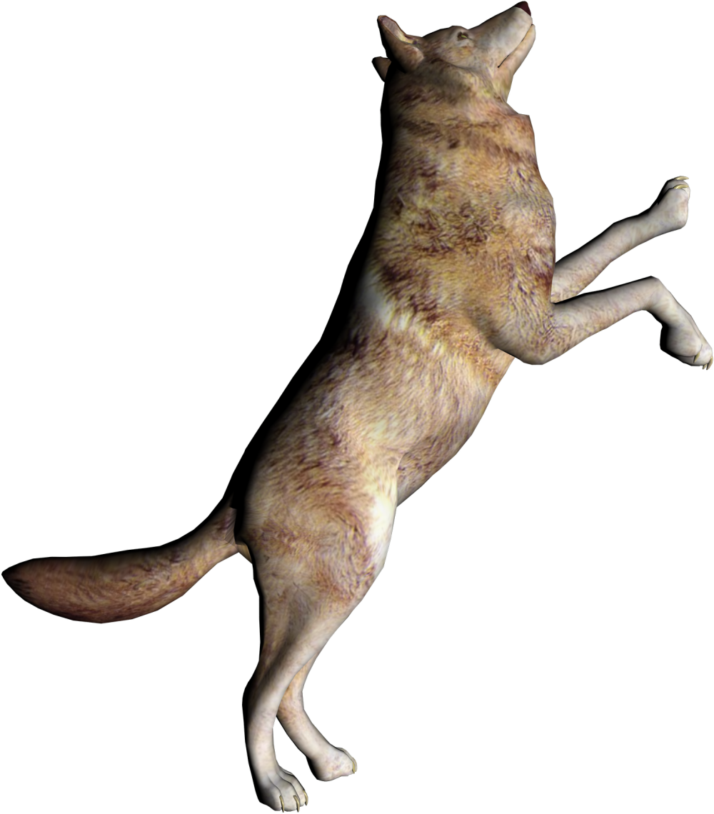 Волк стоящий на задних лапах