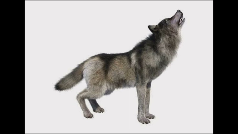 Серый волк на белом фоне