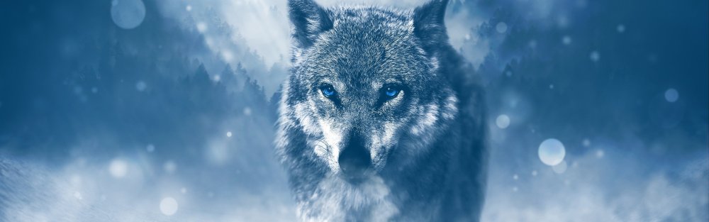 Зимний волк