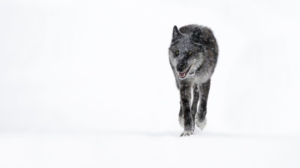 Yellowstone Wolf 926f