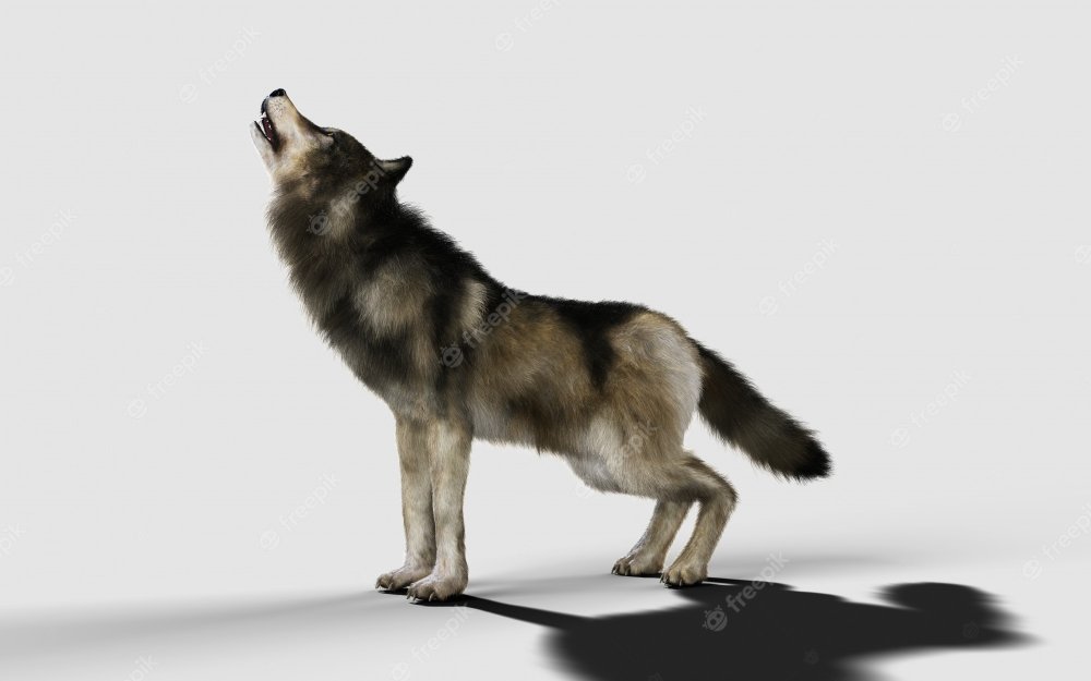 Картинки волк смотрит вверх для детей