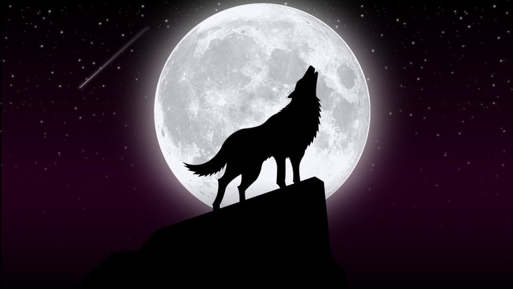 Волк воет на луну