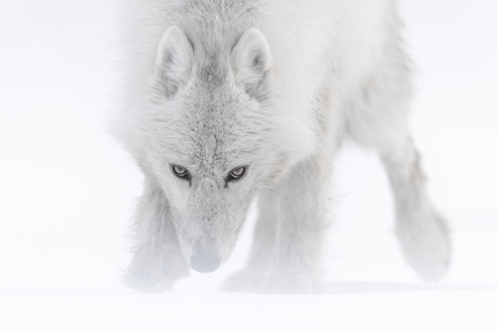 Белый волк на белом фоне