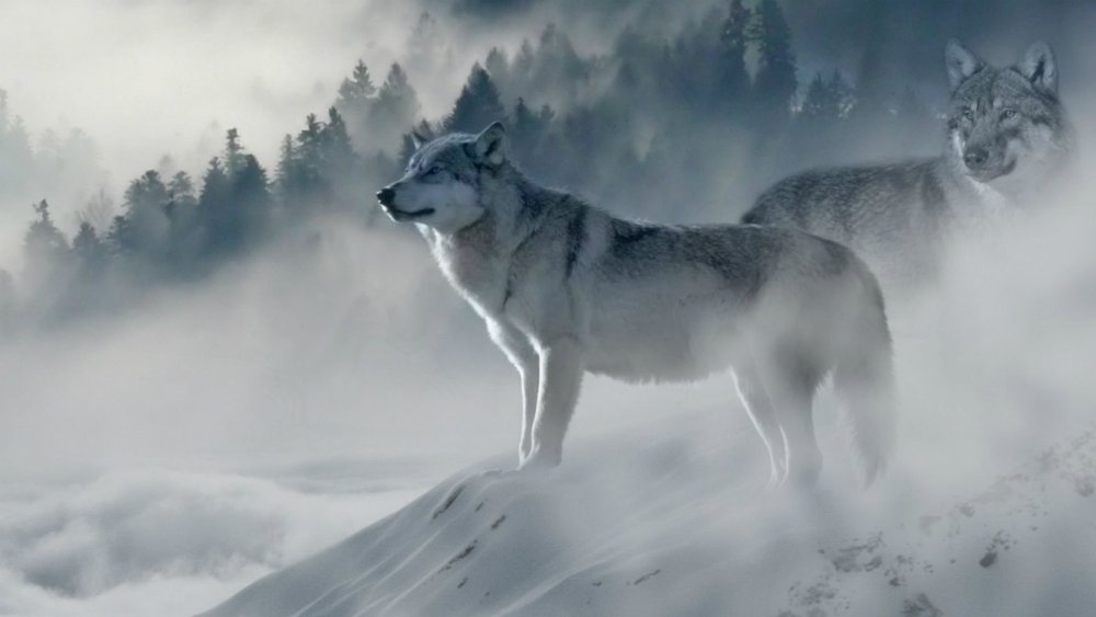 Обои на рабочий стол волк