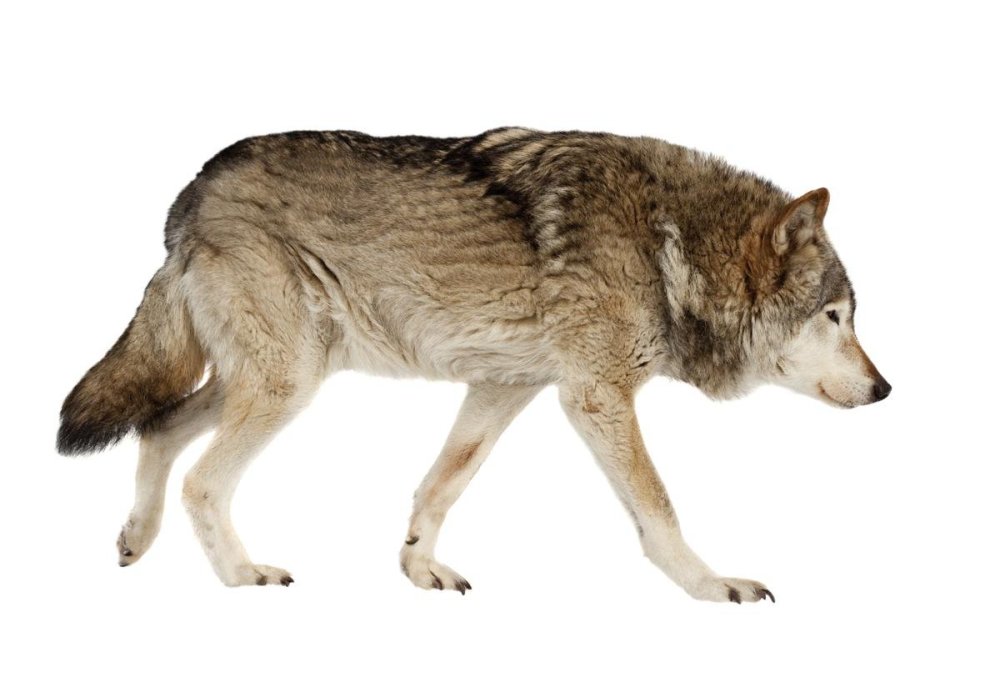 Волк без хвоста на белом фоне