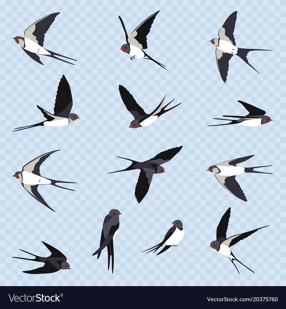 Ласточка акварель вектор