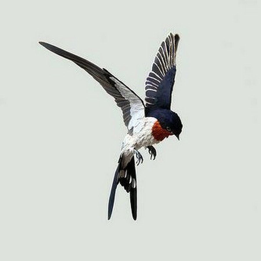 Ласточка из мультфильма