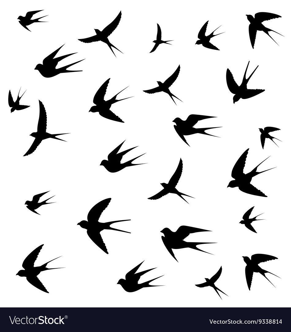 Ласточка в зеркальном отражении