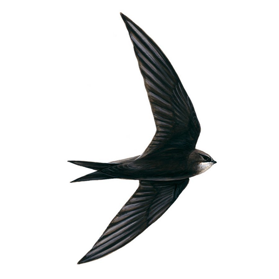 Паттерн птички