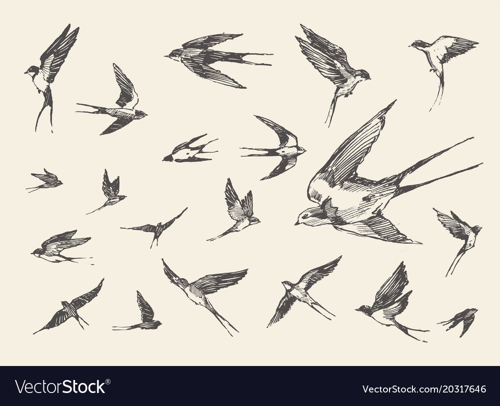 Ласточки в небе